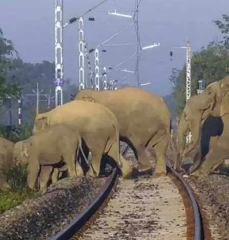 झारखंड में जंगली हाथियों की आवाजाही से कई पैसेंजर और मेमू ट्रेनें रद्द
