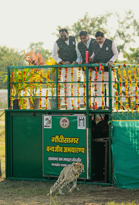 सीएम मोहन यादव ने चीता को गांधी सागर अभयारण्य में छोड़ा, बोले- पर्यावरण तंत्र को और मजबूत करने की जरूरत