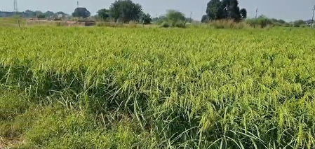 रबी फसलों के एमएसपी में बढ़ोतरी का किसानों ने किया स्वागत, बेहतर आय की उम्मीद