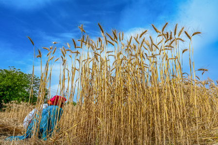 अगर मध्य पूर्व में तनाव 40 दिन से अधिक बढ़ता है तो वैश्विक स्तर पर खाने-पीने की चीजों की कीमतों में आ सकती है तेजी : एफएओ