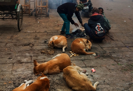 यूपी में लावारिस कुत्तों से निजात दिलाएंगे शेल्टर होम और एबीसी सेंटर