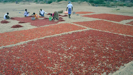 तमिलनाडु के रामनाथपुरम में मिर्च की फसल खराब होने से बढ़े दाम