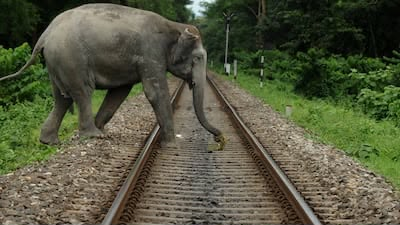एआई बना हाथियों का रक्षक : कोयंबटूर रेलवे ट्रैक पर ढाई साल में एक भी हाथी की मौत नहीं, 7100 अलर्ट ने टाले हादसे