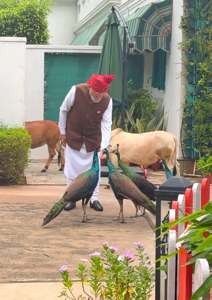 गाय को चारा खिलाया और मोर को दाना, इंस्टाग्राम पर पीएम मोदी ने शेयर किया नया वीडियो, बोले- 'ये मेरी दैनिक दिनचर्या'