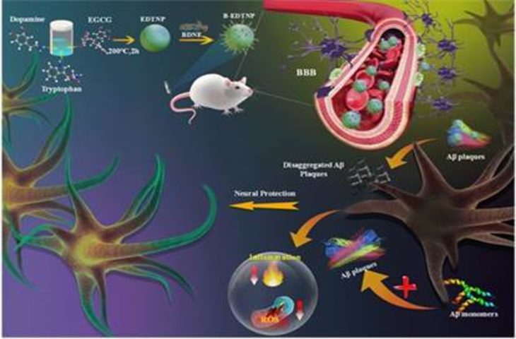 मोहाली के वैज्ञानिकों ने ग्रीन टी से बनाई नैनोपार्टिकल दवा, अल्जाइमर के लक्षणों पर करेगी एक साथ वार