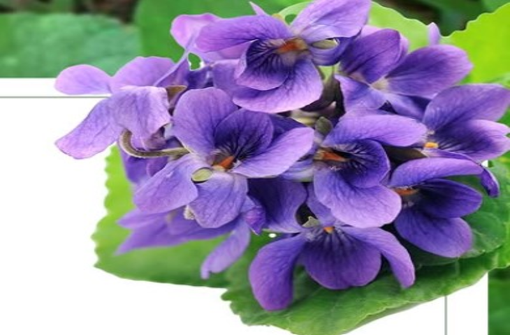 सर्दियों में संजीवनी बनफशा का काढ़ा: एक-दो नहीं कई रोगों की दवा