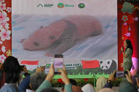 इंडोनेशिया में पहले पांडा शावक का जन्म