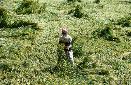 मध्य प्रदेश में मौसम का मिजाज बदला, बारिश और ओले गिरने से फसलों को नुकसान