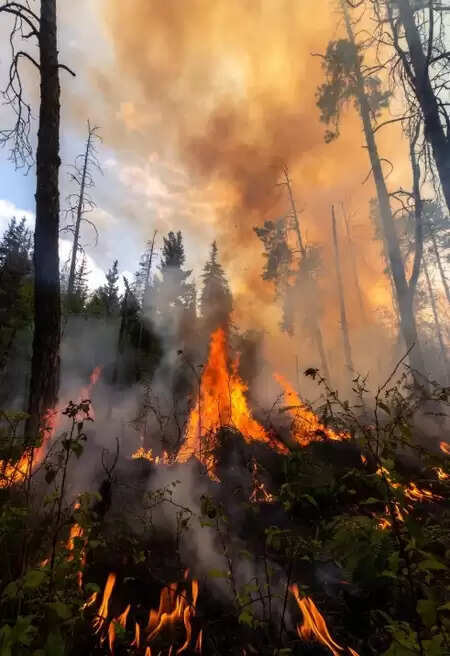अल्मोड़ा: गोलू मंदिर के पास जंगल में लगी आग, फायर ब्रिगेड ने पाया काबू