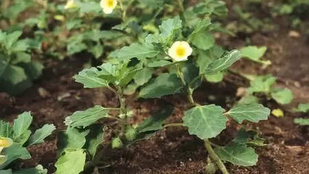 गोखरू: मूत्र और वात संबंधी रोगों का आयुर्वेदिक उपचार, जानिए फायदे