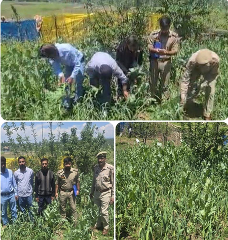 जम्मू-कश्मीर: बारामूला पुलिस ने तंगमर्ग में अवैध अफीम की खेती नष्ट की, मामला दर्ज