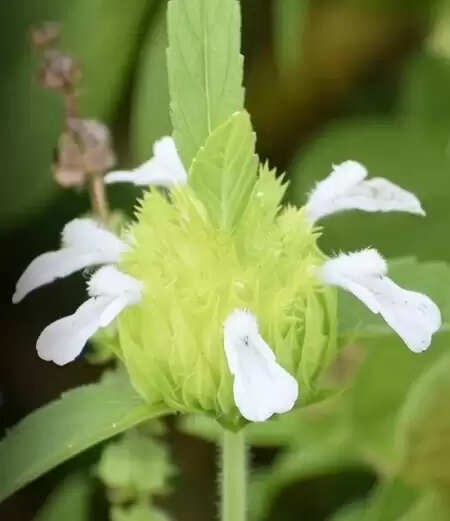 द्रोणपुष्पी: घर में आसानी से उगने वाला सुपर हर्ब, बीमारियों को रखे कोसों दूर