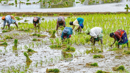 तमिलनाडु: मदुरै में कुरुवई सीजन प्रभावित, सिंचाई को लेकर किसानों की बढ़ी चिंता