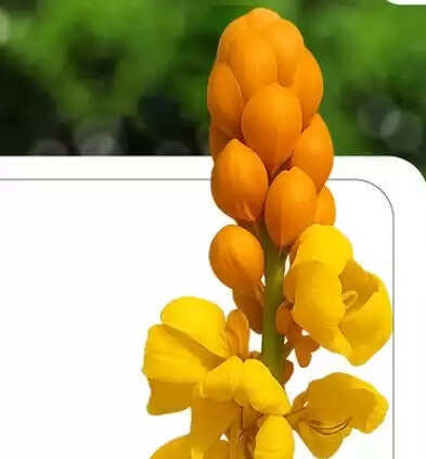 दाद मर्दन पौधा: त्वचा के लिए फायदेमंद है ये फूल, कई हैं इसके फायदे