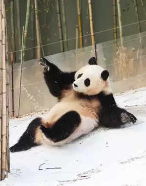 बीजिंग-टोक्यो के तनाव का असर पांडा डिप्लोमेसी पर भी, चीन लौटेंगे जापान में जन्मे 'शियाओ' और 'लेई'