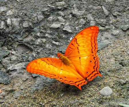 दुर्लभ और लुप्तप्राय तितली प्रजातियों के लिए देहिंग पटकाई है सुरक्षित ठिकानाः हिमंता सरमा