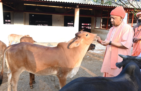 गोसेवा में रमे मुख्यमंत्री योगी, गोवंश को खिलाया गुड़-रोटी