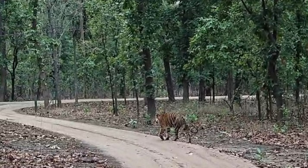 संजय टाइगर रिजर्व में दो नर बाघों का संघर्ष थमा, बाघिन टी-40 शावकों संग पर्यटन क्षेत्र में लौटी