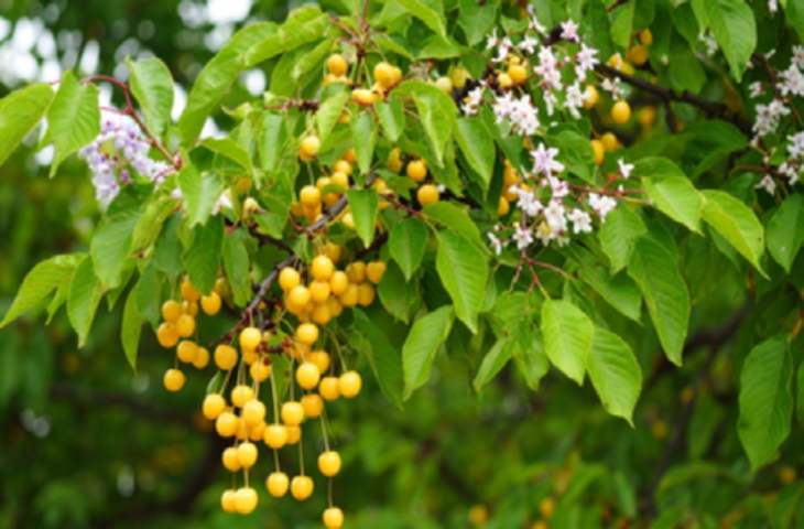 बकायन: आयुर्वेद की चमत्कारी औषधि, जो शरीर को अंदर से करती है साफ