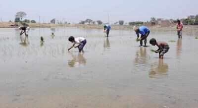 भारत के पास आने वाले बुआई सीजन के लिए बीजों का पर्याप्त भंडार मौजूद : केंद्र