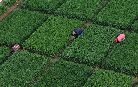 कृषि उत्पादन कार्य पर चीनी उप प्रधानमंत्री के निर्देश