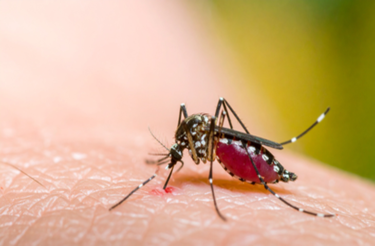 डेंगू से बचाव बेहद जरूरी, देसी नुस्खों से पाया जा सकता है आराम