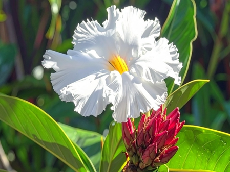 केवकंद: तना, जड़ और पत्तियों में छिपे हैं औषधीय गुण, शारीरिक कमजोरी को करेगा छूमंतर