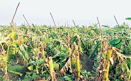 तूफान ने तमिलनाडु के इरोड में 10,000 से ज्यादा केले के पौधे नष्ट, किसानों को नुकसान