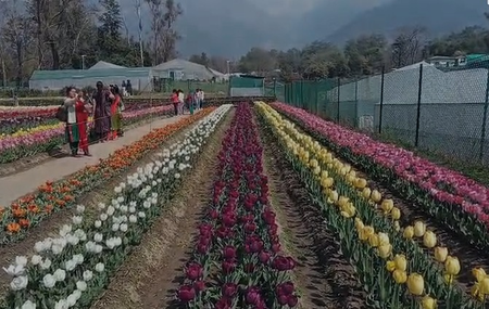 हिमाचल प्रदेश का पहला ट्यूलिप गार्डन, 70 हजार से ज्यादा पर्यटकों ने किया दीदार