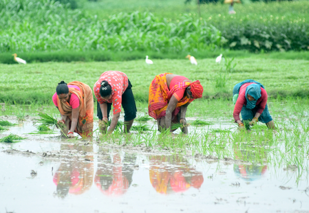 2026 में खरीफ फसलों की बुवाई का रकबा 658 लाख हेक्टेयर के पार