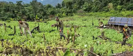 मणिपुर : असम राइफल्स ने 30 एकड़ अफीम की खेती उजाड़ी, करोड़ों का मादक पदार्थ नष्ट