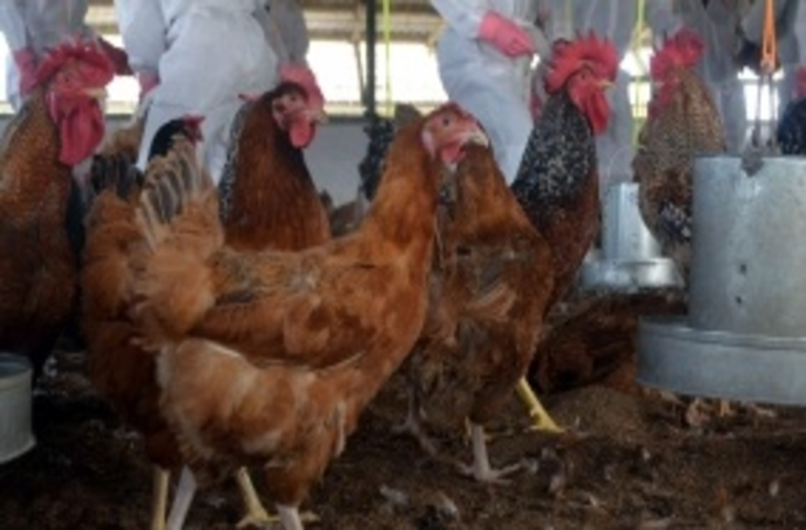रांची में बर्ड फ्लू की पुष्टि, प्रशासन ने जारी किया अलर्ट, प्रभावित क्षेत्र में मुर्गियों की खरीद-बिक्री पर रोक