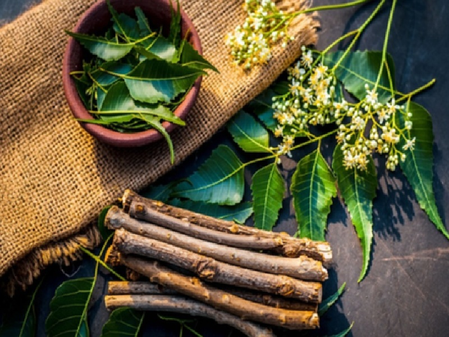 चैत्र माह में नीम का है आध्यात्मिक महत्व, उत्तर से लेकर दक्षिण भारत तक पूजन में रखता है विशेष स्थान