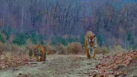 चीन के उत्तर-पूर्वी हिस्से में बाघों और तेंदुओं की जंगली आबादी में पुनर्स्थापनात्मक वृद्धि