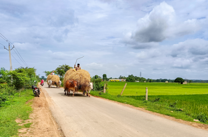 दिल्ली हाईकोर्ट का बड़ा फैसला, एफएसएसएआई को मवेशियों के चारे रेगुलेट करने का अधिकार नहीं