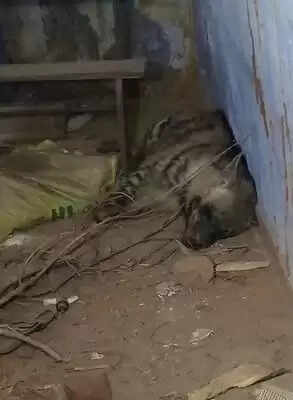 रांची के पास स्कूल में लकड़बग्घा के घुसने से मची दहशत, आराम फरमाने के बाद खुद निकल भागा