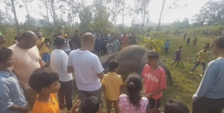 झारखंड के चाईबासा में खेत में मृत पाई गई हथिनी, दोनों दांत काट ले गए तस्कर