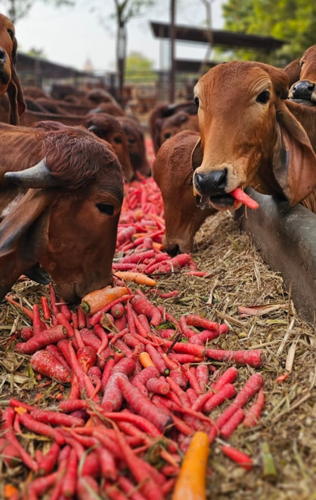 गो संरक्षण के जरिए ग्रामीण अर्थव्यवस्था को नई ताकत दे रहा उत्तर प्रदेश