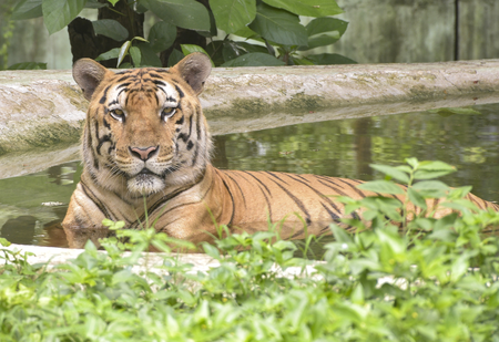 पीटीआर में बाघों के संरक्षण पर झारखंड हाईकोर्ट सख्त, पीसीसीएफ को सशरीर हाजिर होने का निर्देश