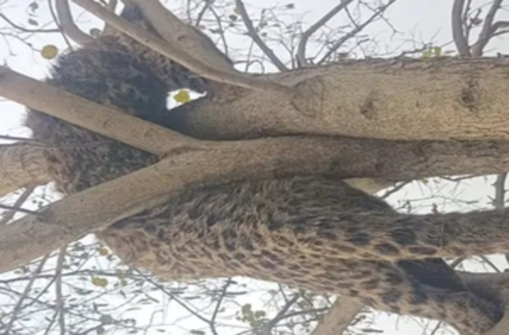 शामली में पेड़ से लटका मिला तेंदुआ का शव, जांच में जुटा वन विभाग