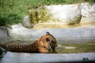 पाकिस्तान में खतरनाक ‘एक्ज़ॉटिक पेट’ संस्कृति फिर उजागर, निजी फार्मों से 59 बड़े शिकारी जानवर जब्त