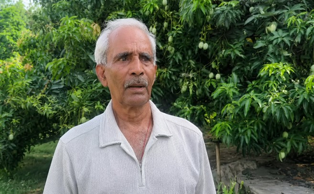 कोडरमा के मसनोडीह के आमों का जलवा, बिना केमिकल के स्वाद जीत रहा दिल