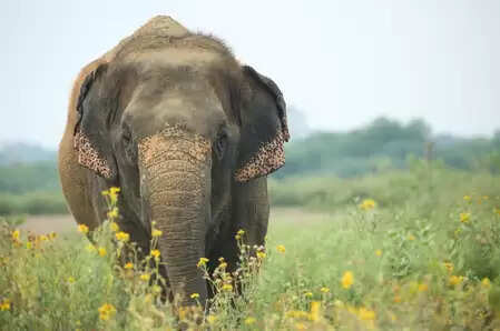 उत्तराखंड : रामनगर में हाथी के हमले से महिला घायल, लोगों में दहशत का माहौल