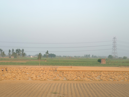 गेहूं उत्पादन स्थिर रहने के संकेत: सरकार ने कहा- कीट प्रकोप नहीं, खरीद व्यवस्था रही मजबूत