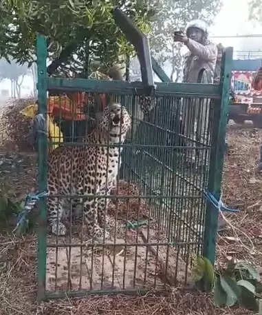 उत्तराखंड: ऊधम सिंह नगर में गुलदार की दहशत जारी, काशीपुर में पिंजरे में फंसा गुलदार