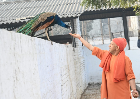 गोरखपुर : महाशिवरात्रि पर सीएम योगी ने मोर और गायों को रोटी-गुड़ खिलाया, बच्चों पर लुटाया प्यार