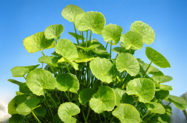 सदियों पुरानी जड़ी-बूटी, जो आज की सेहत के लिए है बेहद जरूरी