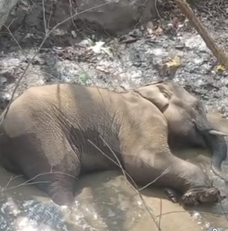 झारखंडः सारंडा जंगल में नक्सलियों की बारूद ले रही हाथियों की जान, आईईडी विस्फोट में एक और हाथी जख्मी
