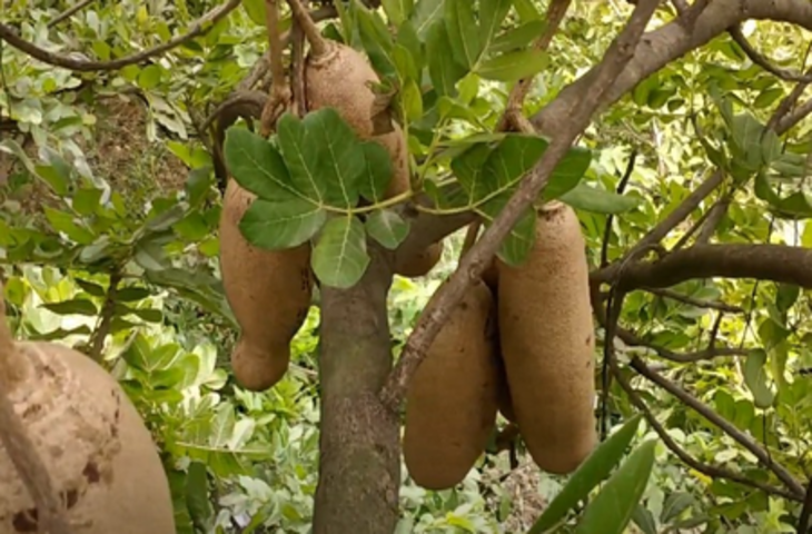 बालम खीरा : पथरी समेत कई बीमारियों में फायदेमंद, जानें सही उपयोग