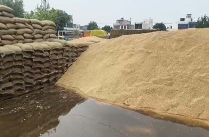 हरियाणा : जींद की अनाज मंडी में बारिश से भीगा करोड़ों रुपए का गेहूं, आढ़तियों को भारी नुकसान